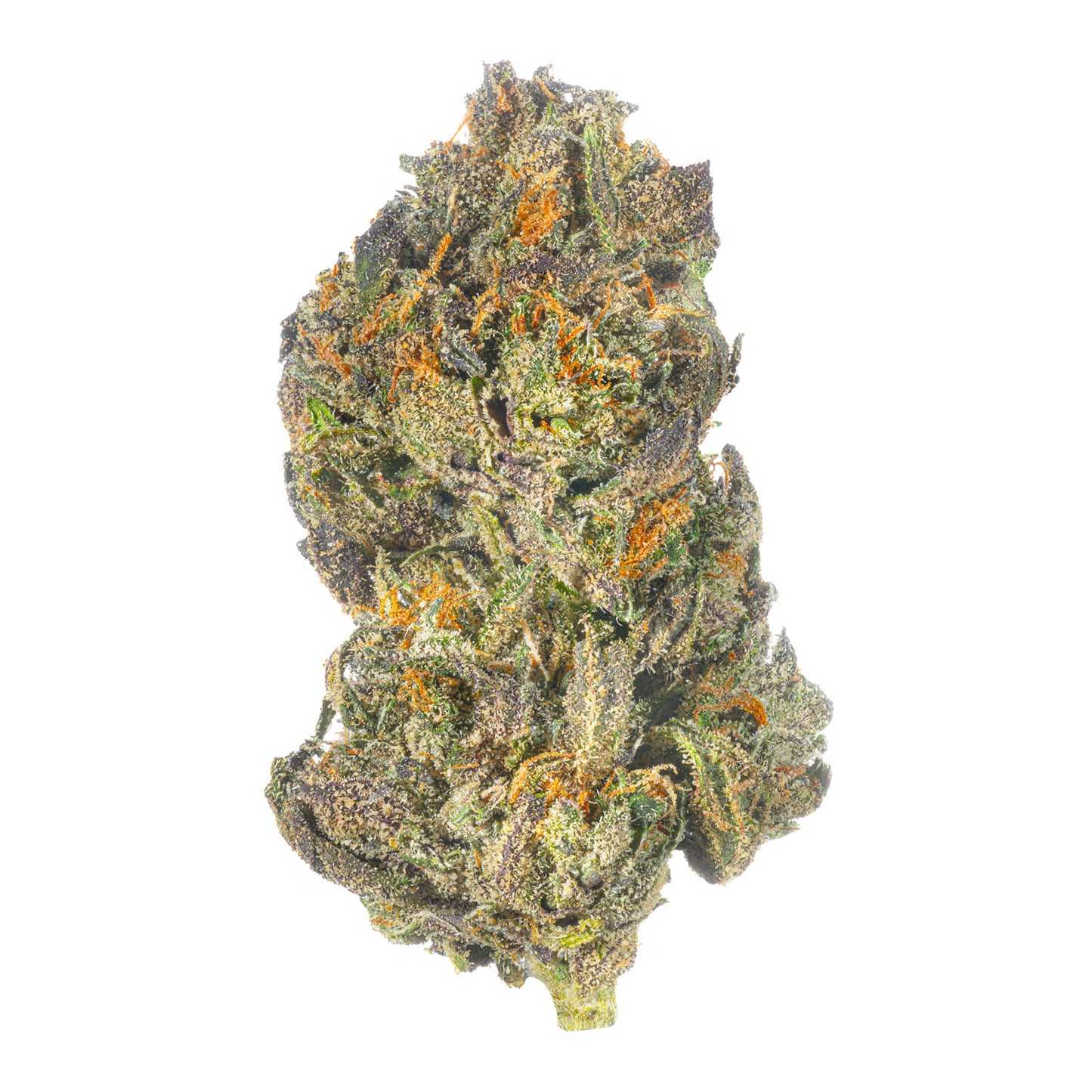 Exotic Snoop Latto-THCa
