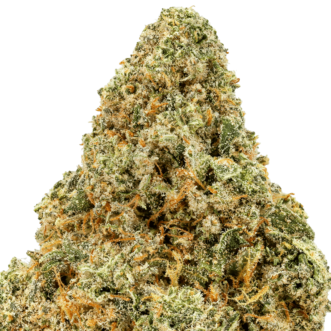 Apricot Scone (THC 32.18%)